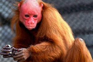 Вакари - застрашени маймуни. Снимка от uakari